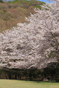 静冈伊豆的一排樱花树