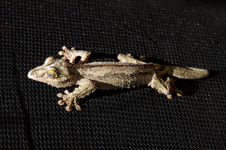 苔藓新喀里多尼亚壁虎图片