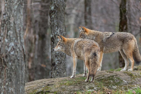 狼人在橙色背景图片