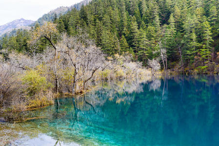 九寨沟秋树与河流