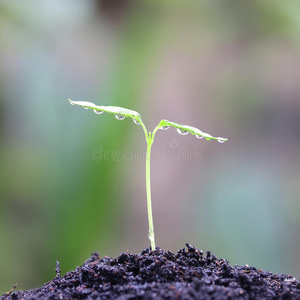 生长植物