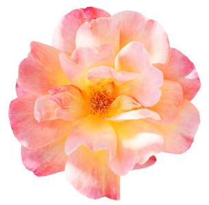 花鲜斑粉红色鲜玫瑰花近距离隔离照片