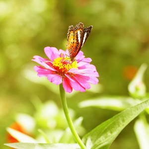 百日菊