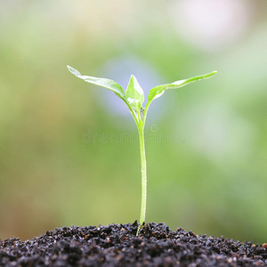 生长植物