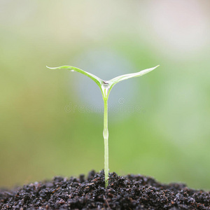 生长植物