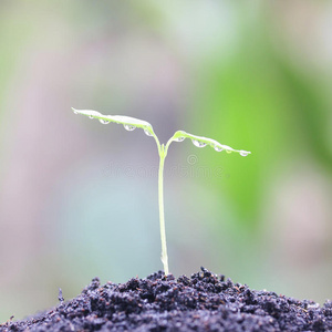 生长植物