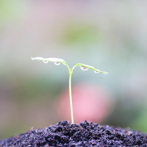 生长植物