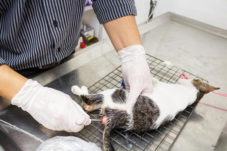 兽医用镊子取出小猫的粪便灌肠