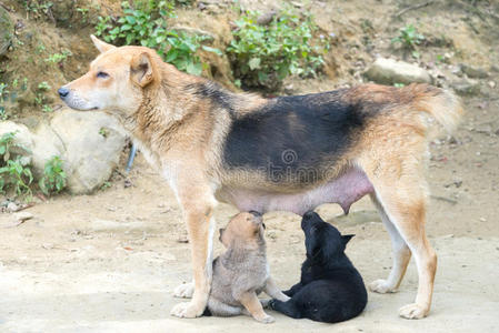 狗妈妈喂可爱的小狗