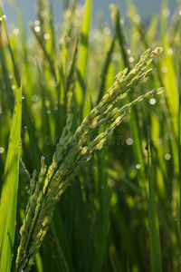 农业栽培稻田