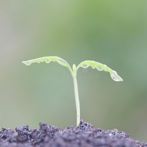 生长植物