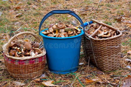 带蘑菇的桶和篮子