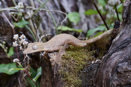 纹叶尾壁虎uroplatus，马达加斯加