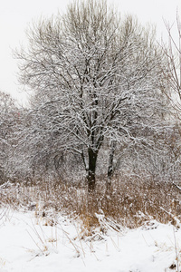 冬天，树，雪
