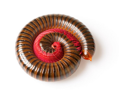 千足虫和蜗牛图片