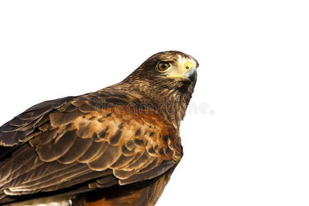 白鹰的肖像画一副关于白色的-有翼的黑的三个一组鸟向长满草的潮湿的