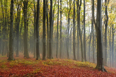 秋天森林里薄雾弥漫的浪漫气氛