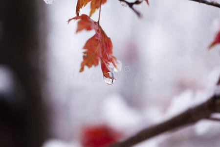 雪中的树叶