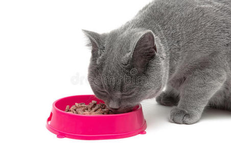 白色背景的猫从碗里吃食物的特写镜头