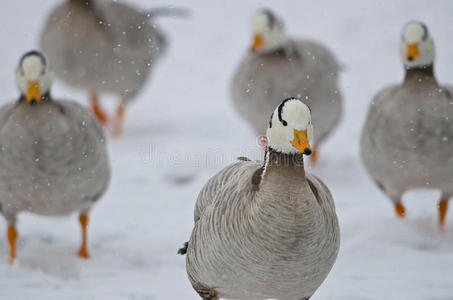 一群鸭子在雪地上，绿洲瓦尔坎波托