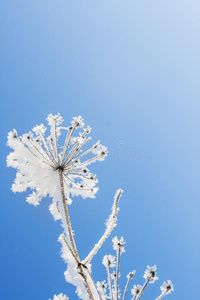 季节 美女 森林 俄罗斯 风景 雪堆 天空 雪花 寒冷的