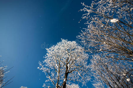 冬天的树在雪地里，冰冻的大自然