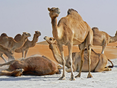 一群骆驼在沙滩上打滚