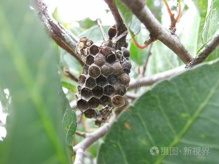 斯威士兰褐黄蜂与卵在巢