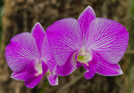 紫白兰花