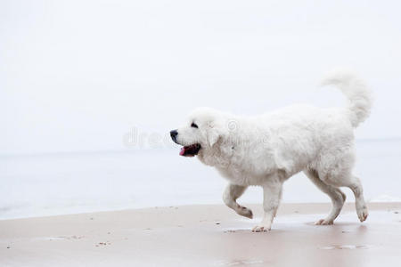 可爱的白色小狗在沙滩上散步。