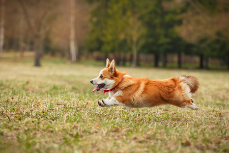 狗的品种威尔士柯基犬图片彭布罗克