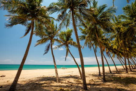 棕榈树在热带海岸在斯里兰卡