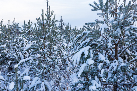 在冬季景观雪覆盖的森林