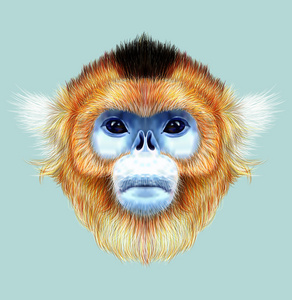 插图的肖像金黄的金丝猴图片
