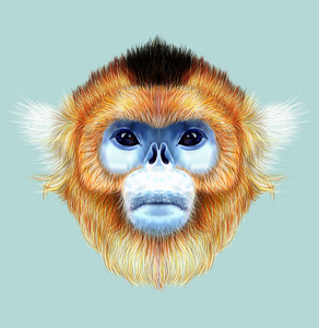 滇金丝猴图片-滇金丝猴素材-滇金丝猴插画-摄图新视界