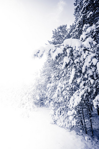 在冬季景观雪覆盖的森林