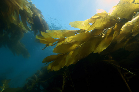 加州卡塔利娜岛水下海带森林照片