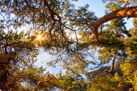 明亮冬天太阳图片