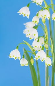 集群的 Leucojum sp