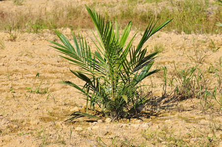 重新种植油棕榈树