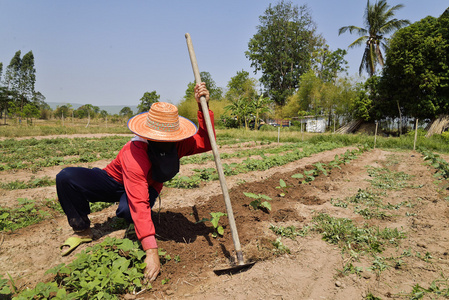 农民伯伯农田清理除草图片