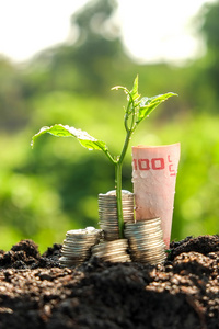 钱增长概念植物生长出硬币