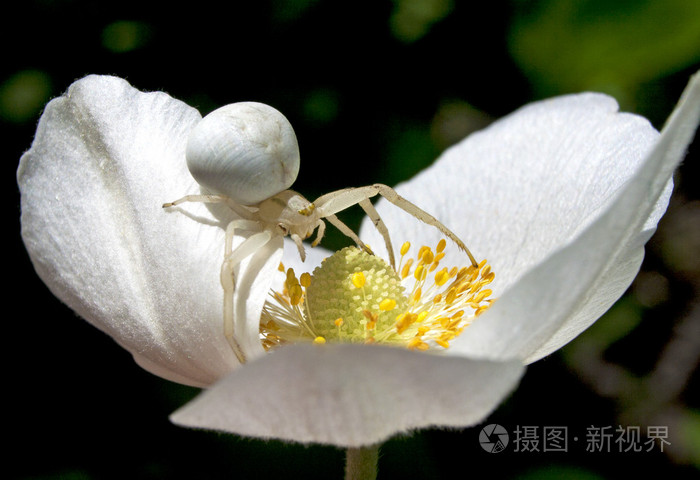 对一朵花白色蜘蛛特写