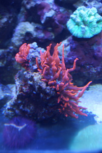 微囊海葵海葵马尾
