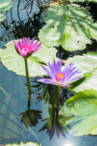 莲花池