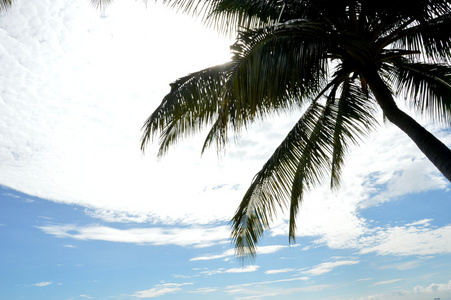 椰子树反对蓝色天空