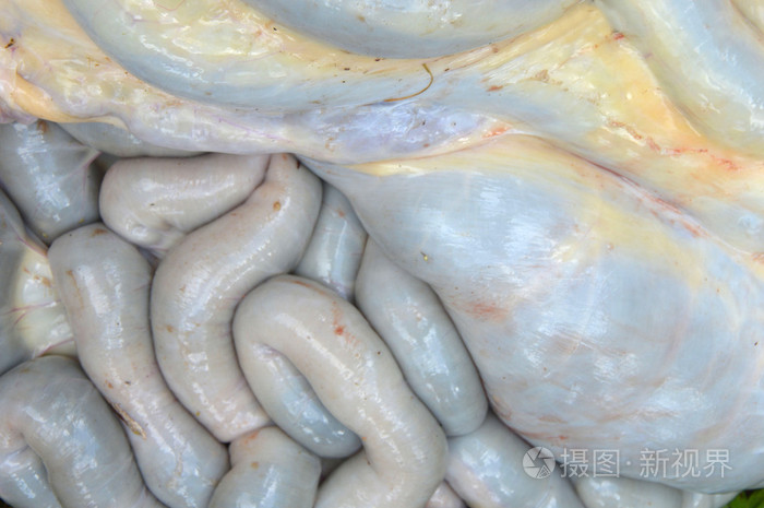 牛的肠子在腹部