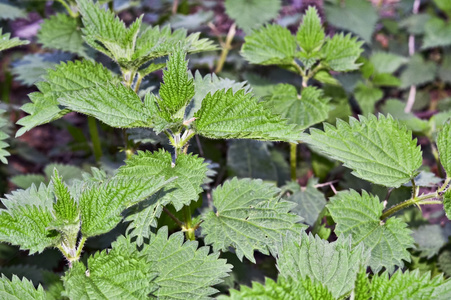 刺荨麻的叶子