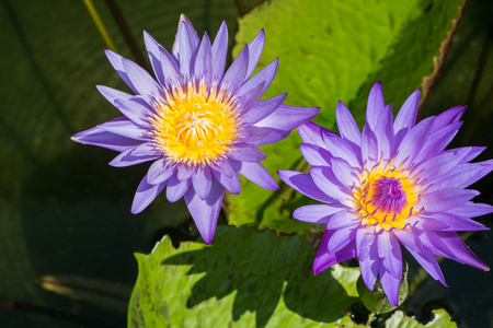 莲花池