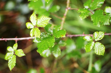 bramble 灌木叶子